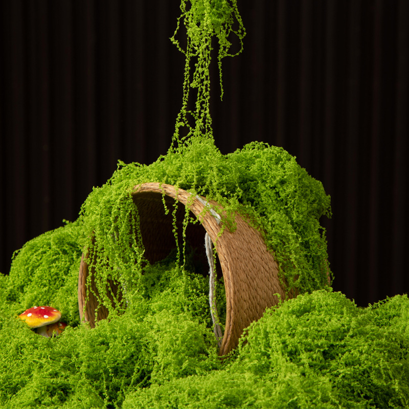 200g Eternal Life Moss DIY Cra - Bonsai Garden For Home review and price