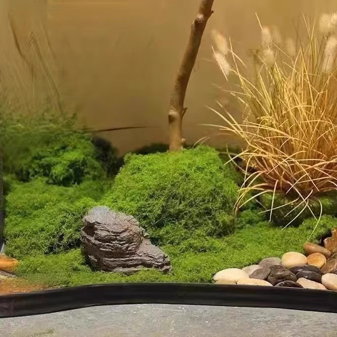 200g Eternal Life Moss DIY Cra - Bonsai Garden For Home review and price